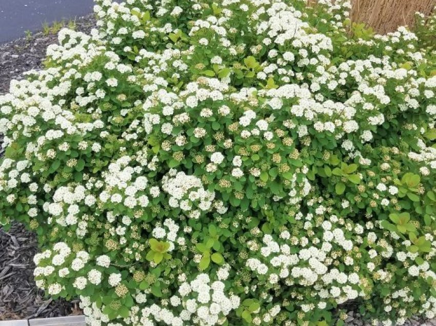 Spirea, një lule zbukurimi me origjinë japoneze