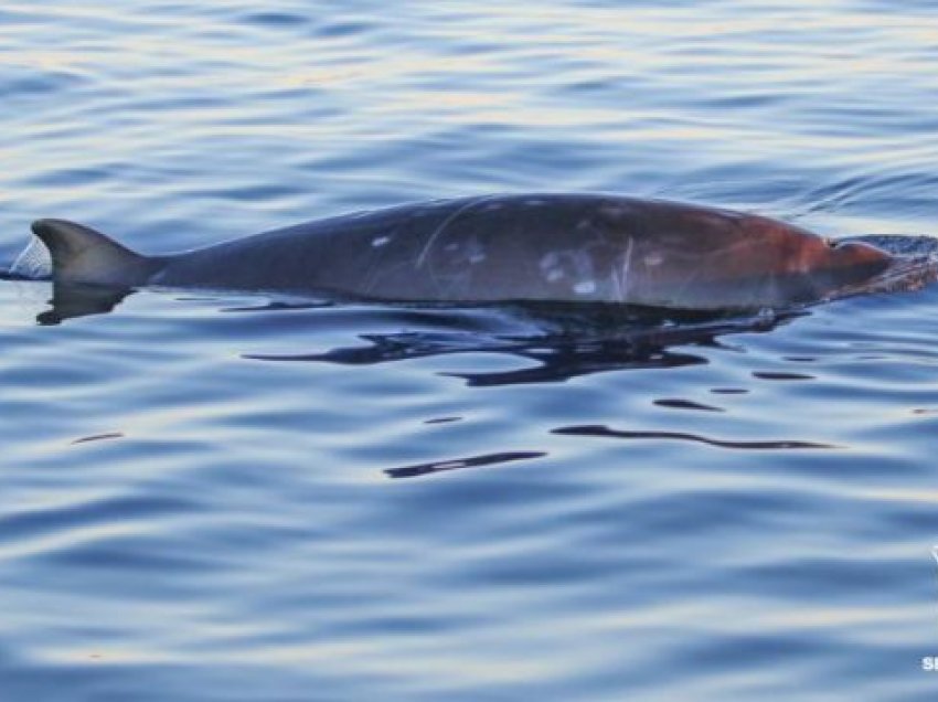 Zbulohet një specie e re në Meksikë, shkencëtarët: Nuk përputhet me asgjë që dihet se ekziston