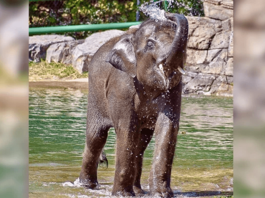 Dy elefantë ngordhin nga virusi vrasës në kopshtion zoologjik të New York