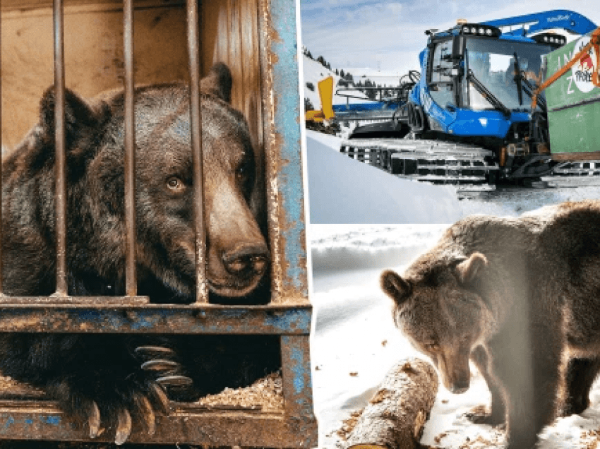 Gjithë jetën në kafaz/ “Ariu më i vetmuar në botë” tashmë i lirë të takojë arushë të tjerë 