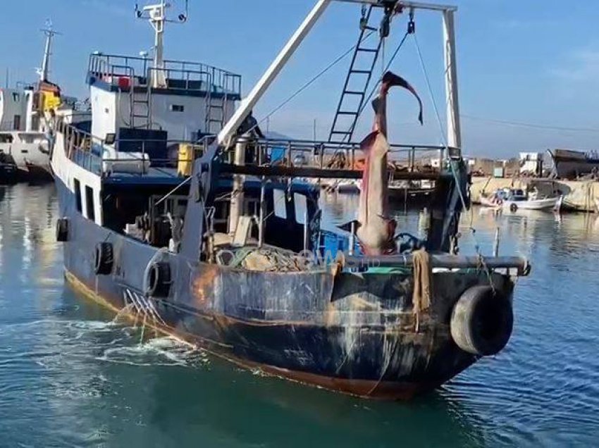 Vlorë/ Bie në rrjetën e peshkatarëve peshkaqeni 6 metra