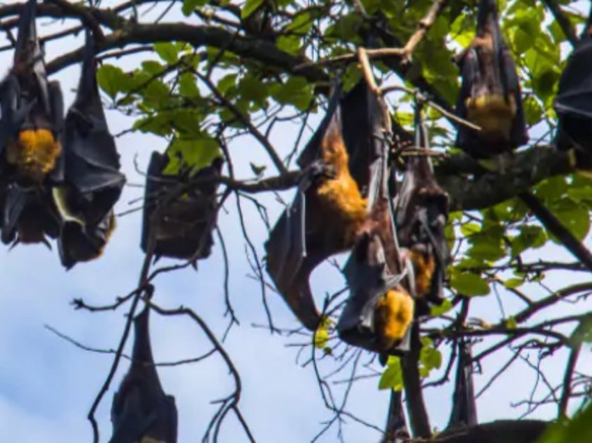 Nipah dhe viruset e tjera nuk na kanë mësuar asgjë