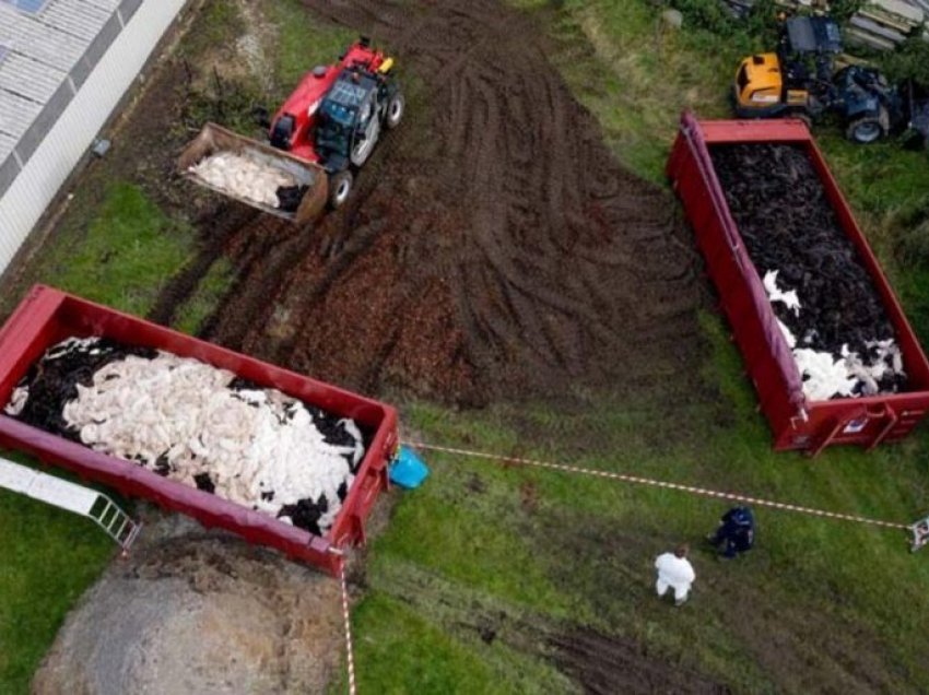 Mutacioni i Covid 19/ Frikë nga vizonët e ngordhur, Danimarka urdhëron zhvarrosjen e tyre