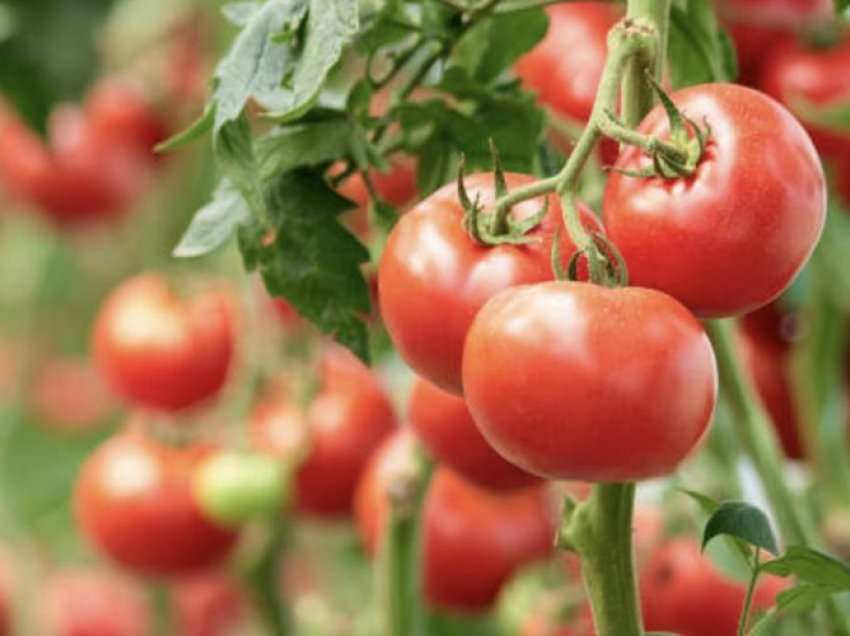 Zbuloni vlerat e patëllxhanit për aneminë, zemrën dhe trurin