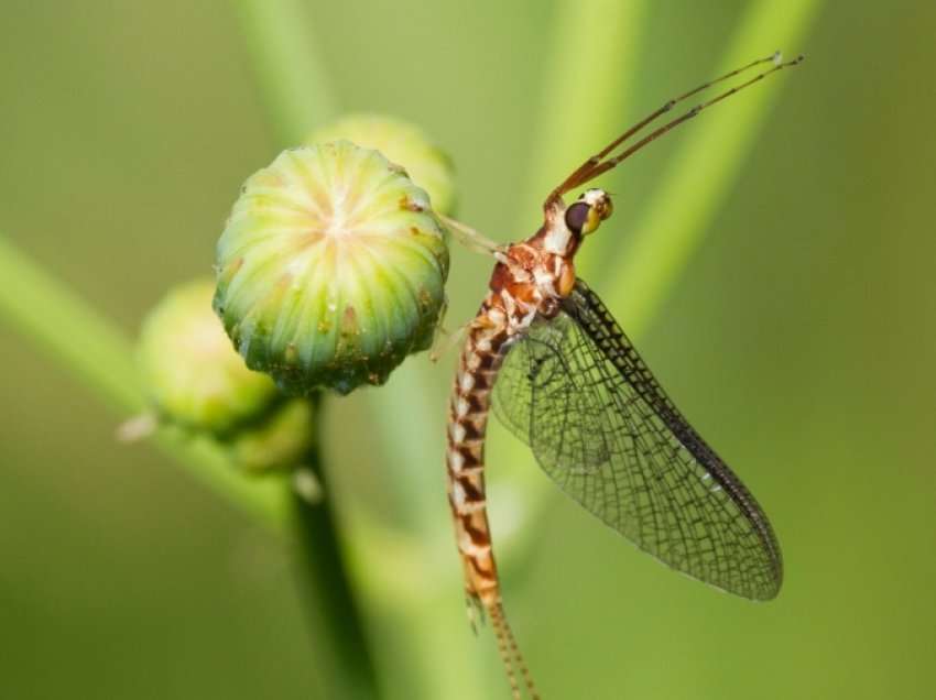 “Mayfly” daneze përzgjidhet insekti i vitit 2021 