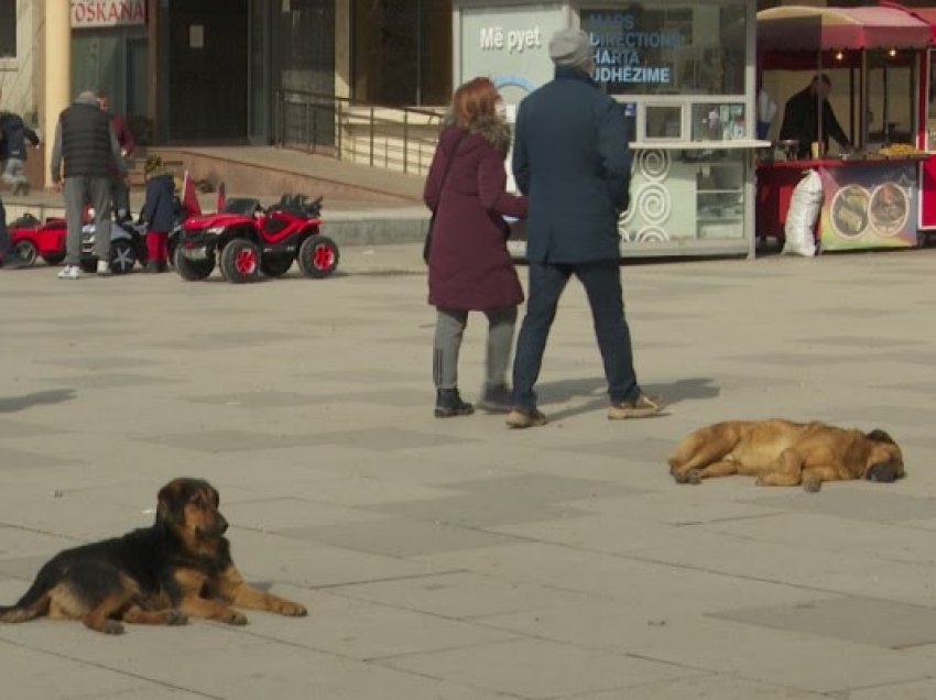 Dita botërore e qenve endacakë