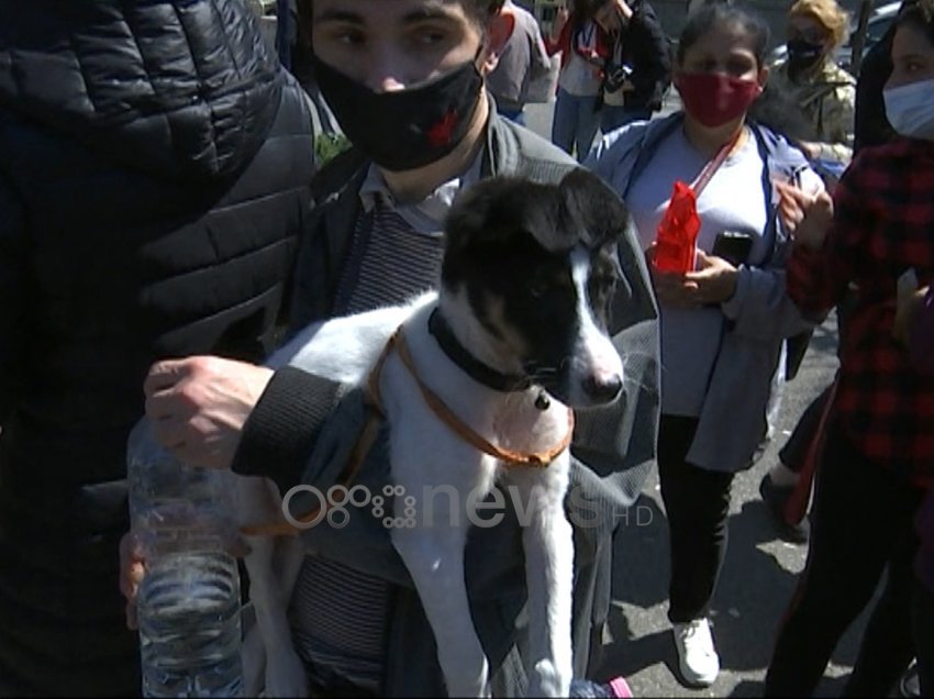 Protesta para bashkisës së Tiranës: Jo vrasjes së qenve me acid