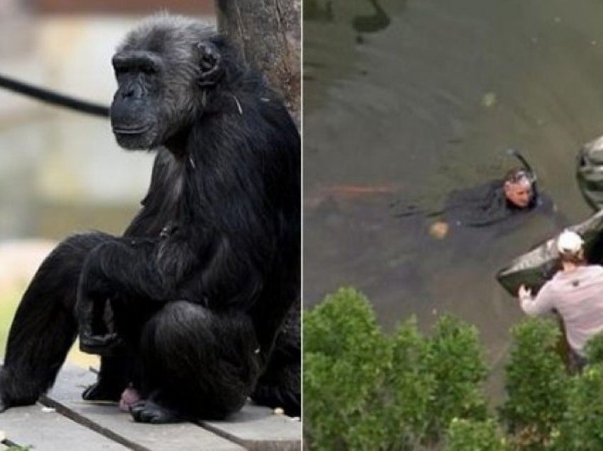 Bllokohet kopshti zoologjik, gjendet i ngordhur Mogli