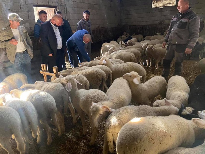 Latifi viziton disa blegtorë: Si pasojë e mbylljes nga pandemia qengjat po mbesin pa u shitur