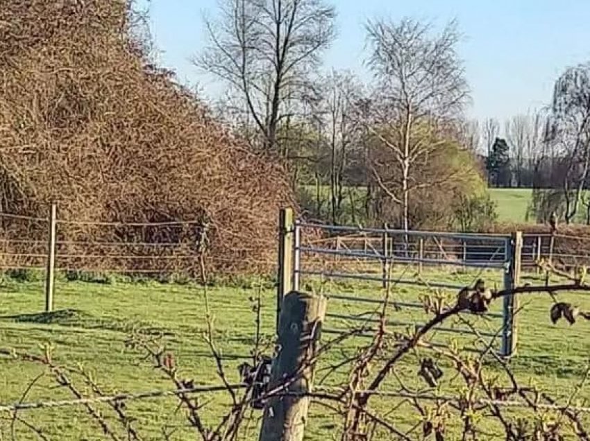 Gruaja ndau një foto nga shëtitja dhe u kërkoi njerëzve të dallonin zogun – a e shihni atë?