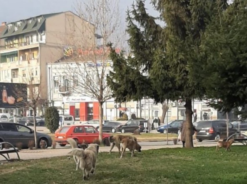 Tetovë: U shërua nga COVID-19, në ditën e parë që doli nga shtëpia u kafshua nga qentë endacak