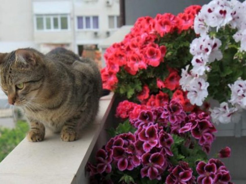 Njihuni me lulen që të gjithë i kanë në tarraca, por nuk e dinë që sjellin fat