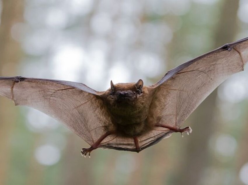 Disa nga faktet që nuk i dinit për lakuriqët e natës-vampirë