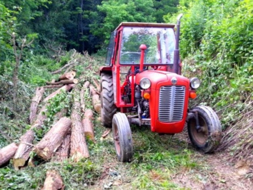 ​Sulmohet roja i pyllit