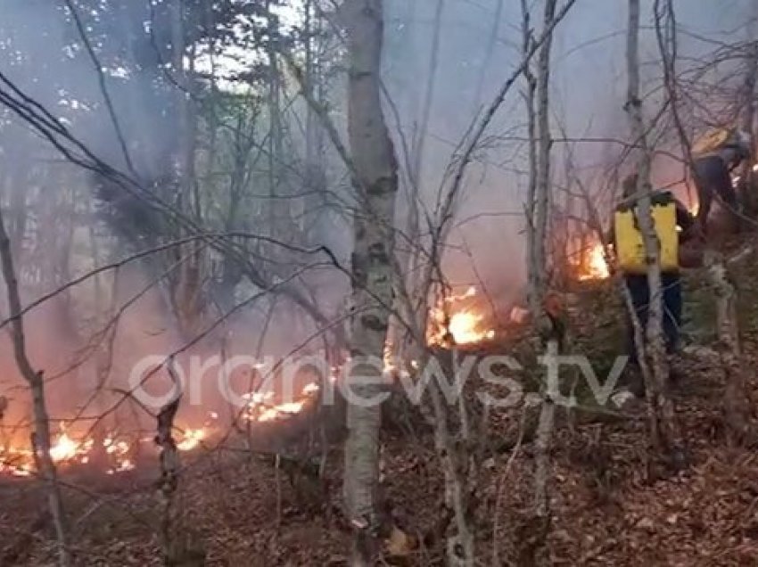 Në luftë me lopata për të shuar flakët në Parkun kombëtar të Shebenikut, Prrenjas. Brenda një ore u vendosën 14 vatra zjarri