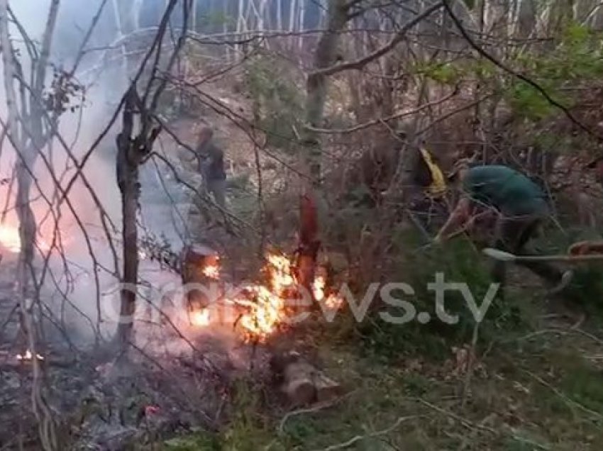 Situata e zjarreve në Shqipëri, Helikopteri holandez dhe Cougar në Lezhë e Mirditë