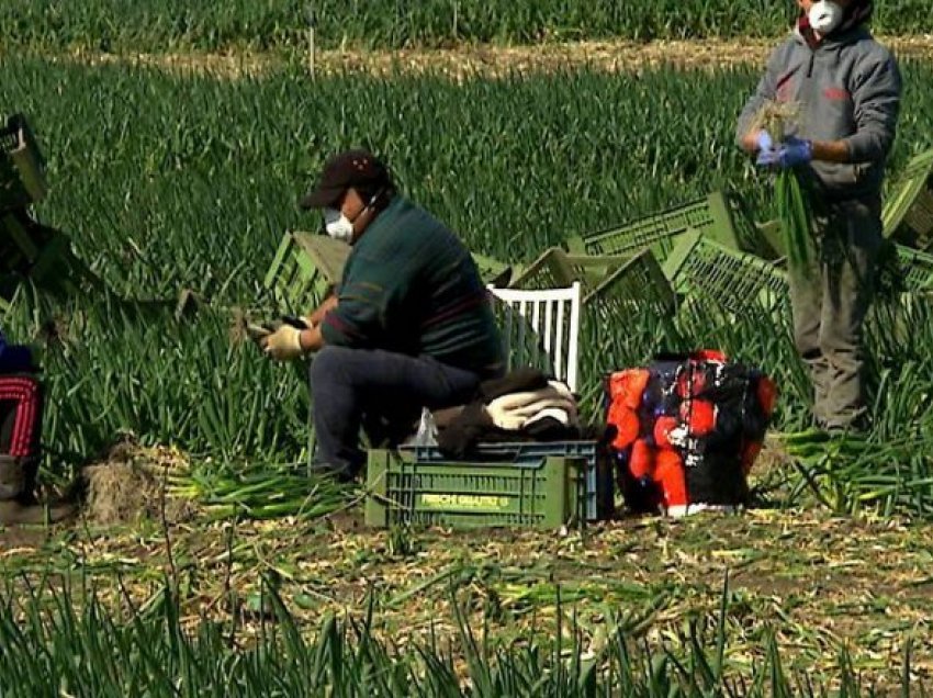 600 mln lekë për fermerët, mbështetje për blegtorët dhe bletërritësit