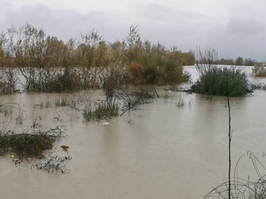 Moti i keq në Lushnjë/ Lumi Seman përmbyt tokat bujqësore, nuk ka rrezik për banesat