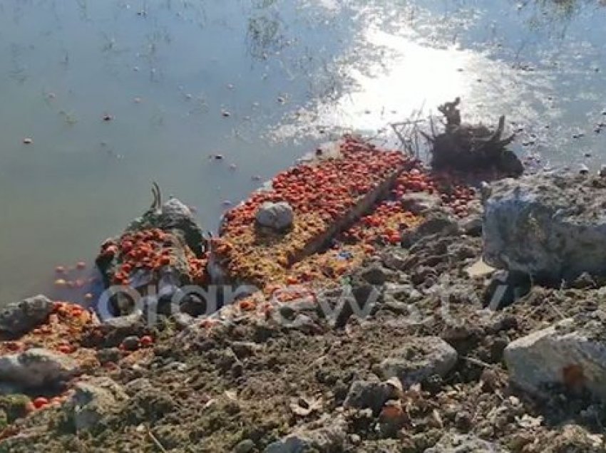 Domatet mbushin kanalet/ Fermerëve të Roskovecit u kalbet produkti për shkak të mungesës së tregut