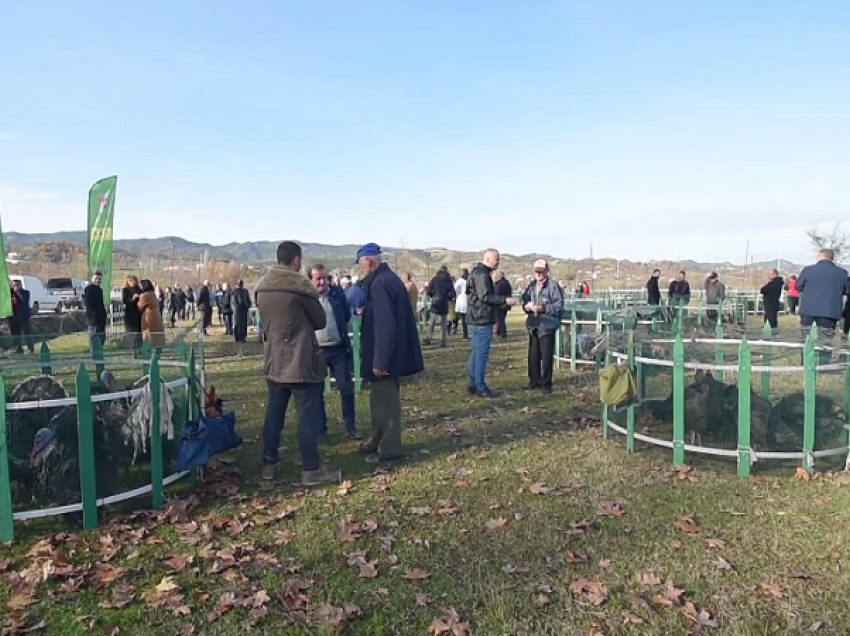 “Bli një gjel, ndihmo një familje”/ Thirrja e kryebashkiakut Veliaj nga Baldushku