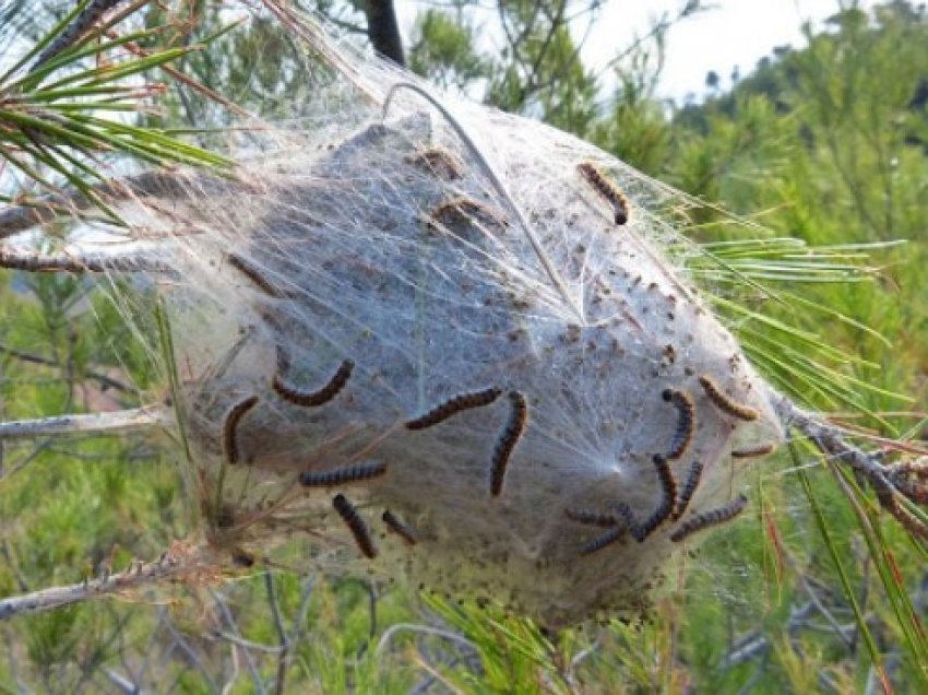 Sëmundja e pishës së zezë bën kërdinë në Bulqizë