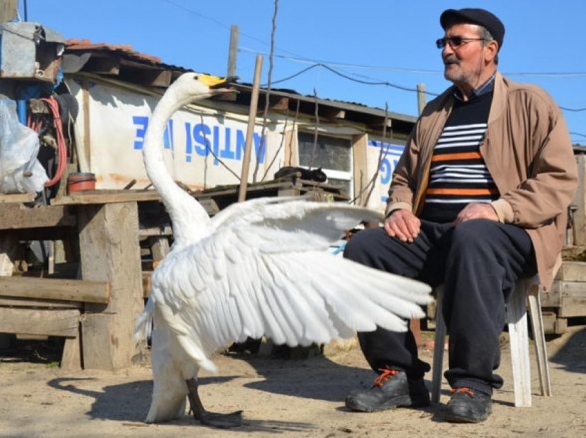 Miqësia me mjellmën që zgjat tash e afro katër dekada, i shpëtoi jetën shpendit të lënduar 37 vite më parë – prej asaj kohe nuk e ka braktisur