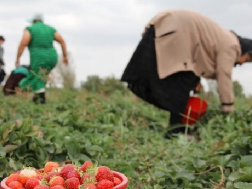 Mbështetja për gratë që i dedikohen prodhimit dhe jetës në fshat