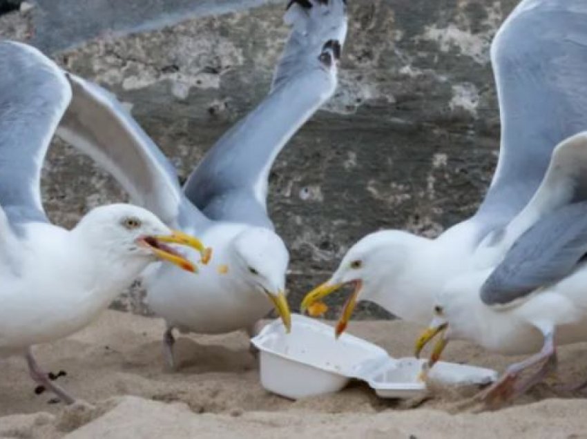 Pulëbardhat s’po mund të fluturojnë nga mbipesha, po hanë “fast food”