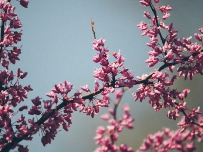 Nga nesër mot më i ngrohtë, temperaturat do të arrijnë deri në 12 gradë Celsius