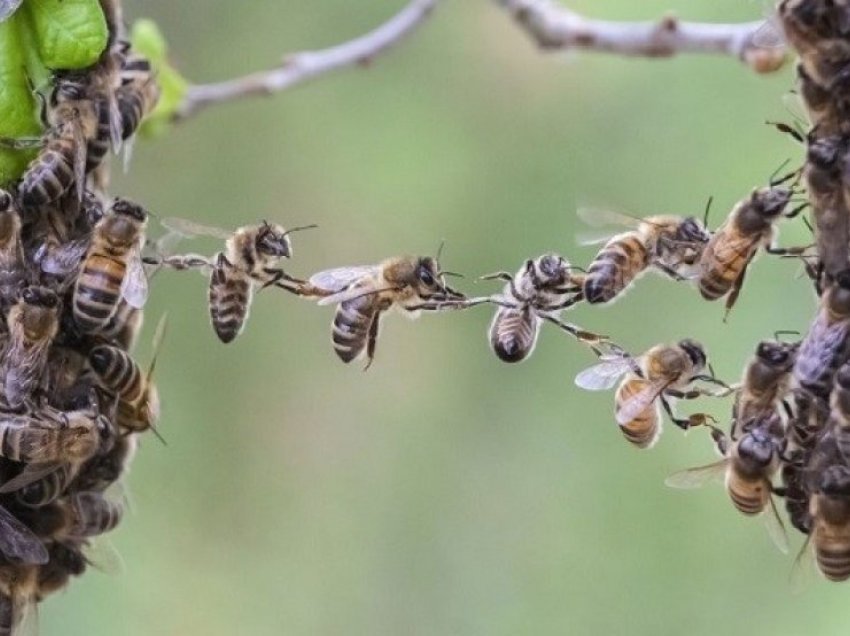 Alarmi nga mbarë bota: Bletët po ngordhin nga një virus i ngjashëm me koronavirusin