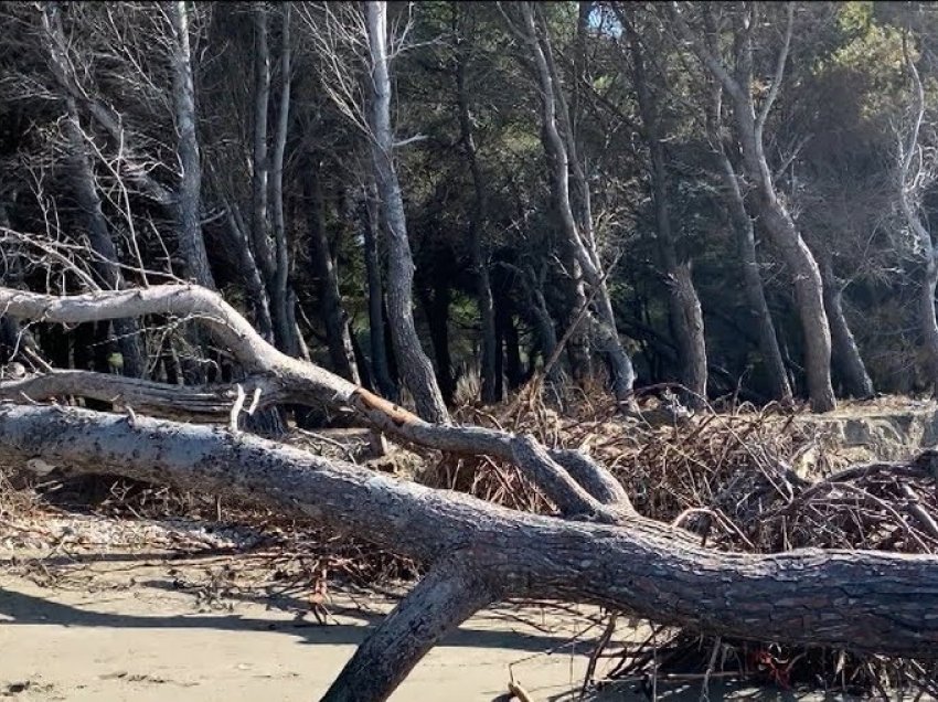 Vlora nën kërcënimin e erozionit, deti përpin qindra metra katrorë plazhe, rrëzohen pishat 