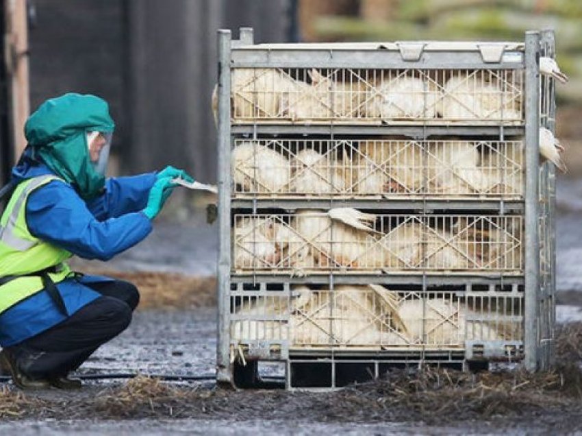 Në Danimarkë zbulohet gripi i shpendëve h5n8