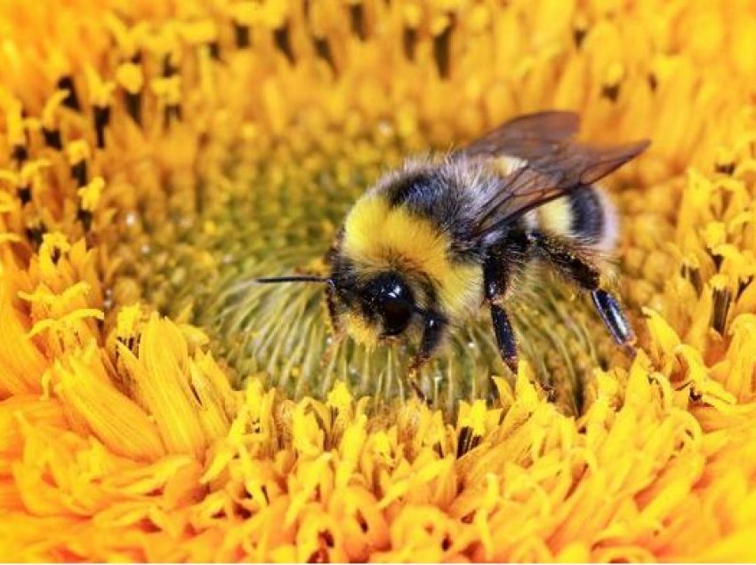 Bletët nuk po ‘flejnë’ mjaftueshëm, prej përdorimit të pesticideve nga njerëzit