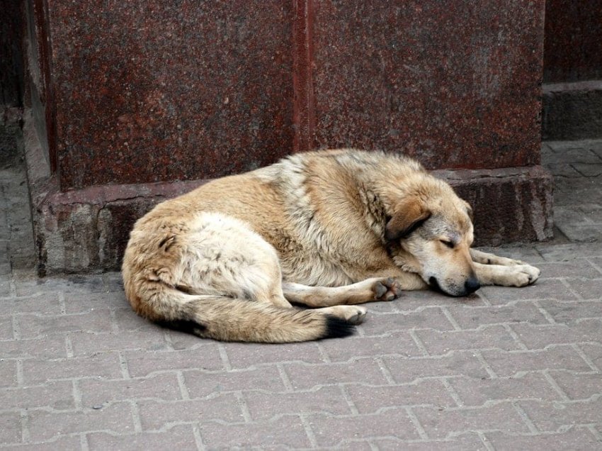 Ky shtet nuk ka asnjë qen të pastrehë, sepse të gjithë janë adoptuar!