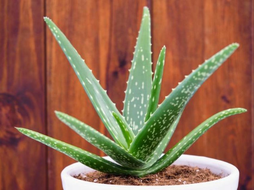 Aloe vera njihet ndryshe si bima e përjetësisë, e para në listën e bimëve mrekullibërëse