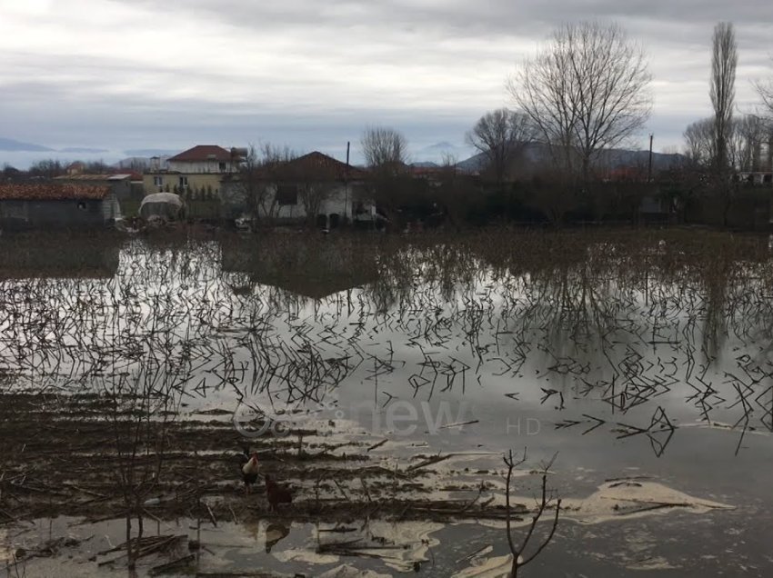 Në Muriqan e Obot niveli i ujit deri në 2.5 metra, banorët: Shteti të na ndihmojë