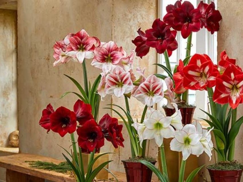 Si të rritet amaryllis?