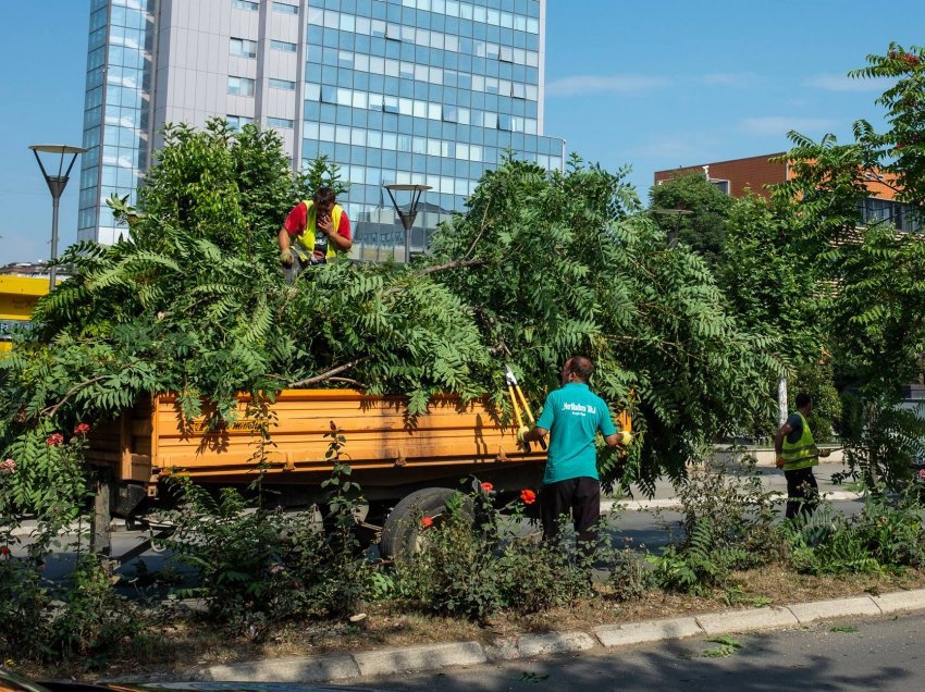 Komuna e Prishtinës eliminon drurin e dëmshëm, Arra e Hindit