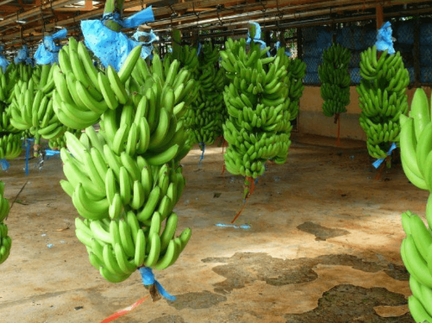 Ngrënia e bananeve para se të piqen vjen me përfitime befasuese për sheqerin në gjak dhe shëndetin e zorrëve