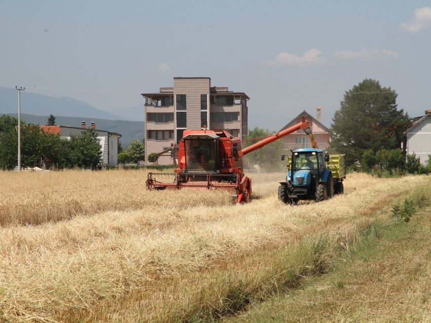 Heshtje varri për korrje-shirje, ulërimë e llomotitje për politikë