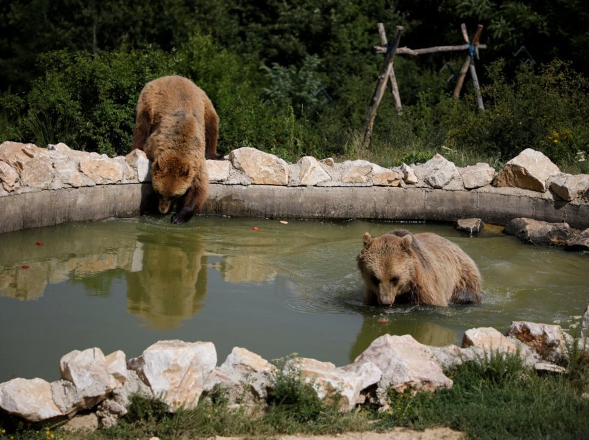 Arinjtë flladiten në parkun e Badovcit