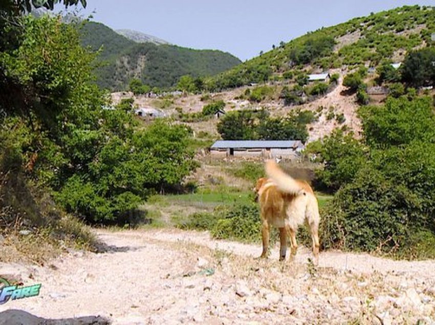 Qentë e stanit bëjnë namin, hanë bagëtitë dhe rrezikojnë jetën e banorëve