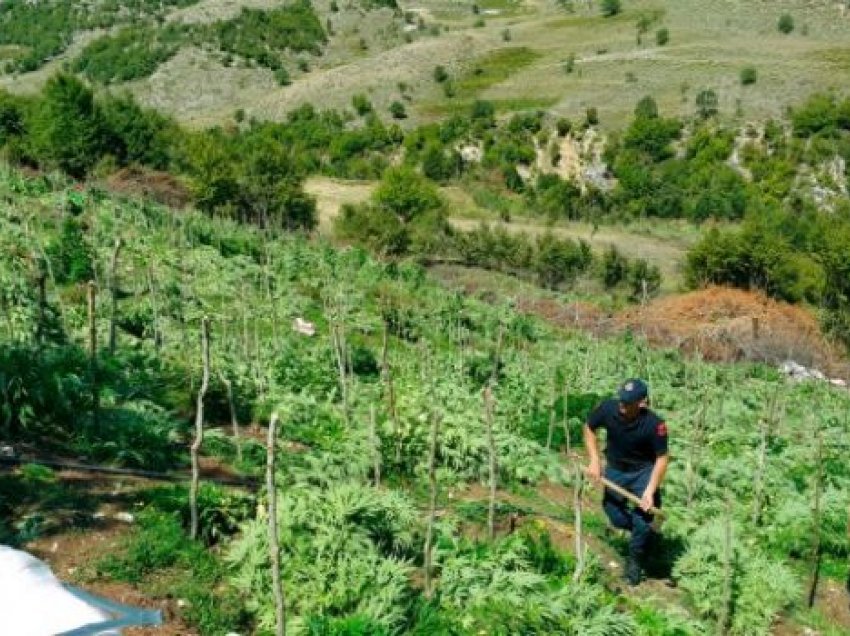 Kultivuan drogë, në pranga kryeplaku i fshatit, djali dhe vëllai i tij