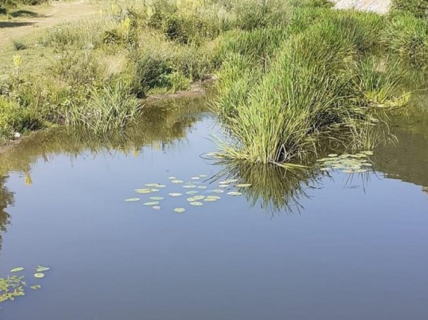 Akoma mbijeton Zambaku i Verdhë në lumin Drenica