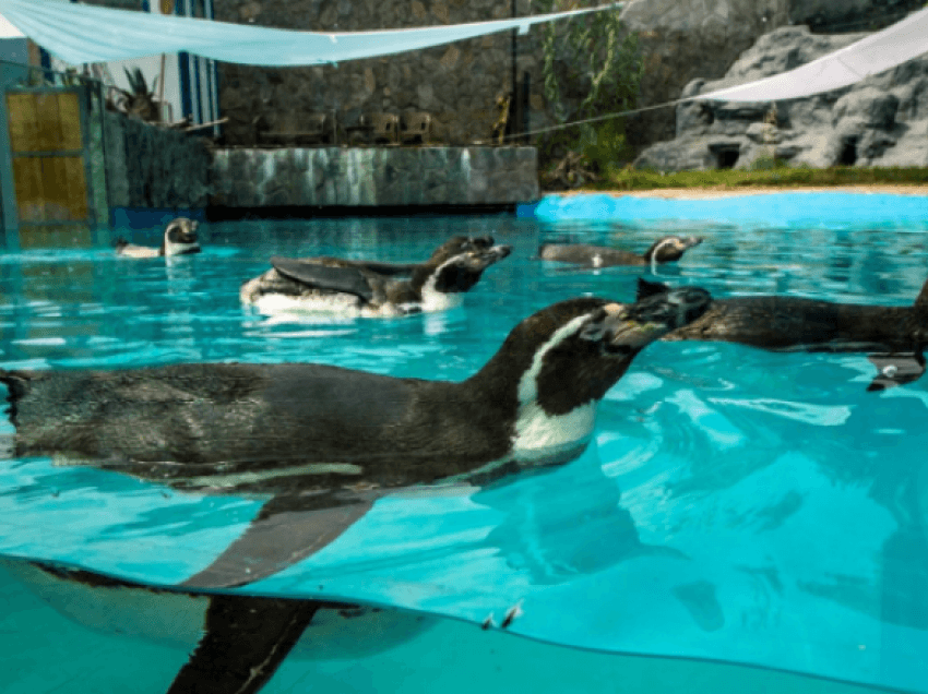 Për herë të parë pinguinë në Kopshtin Zoologjik të Shkupit