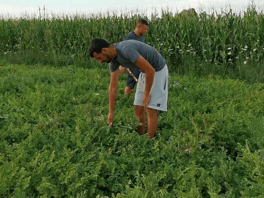 Shalqi deri në 25 kg në Lushnje/ Fermerët të kënaqur me prodhimin këtë vit