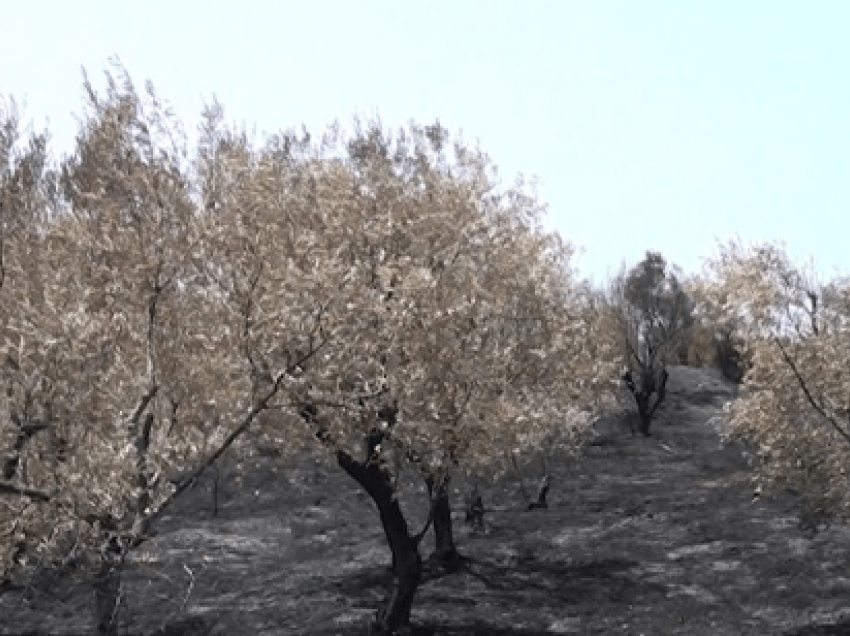 Ankohen fermerët: 7 orë luftuam me flakët, na janë djegur ullinjtë