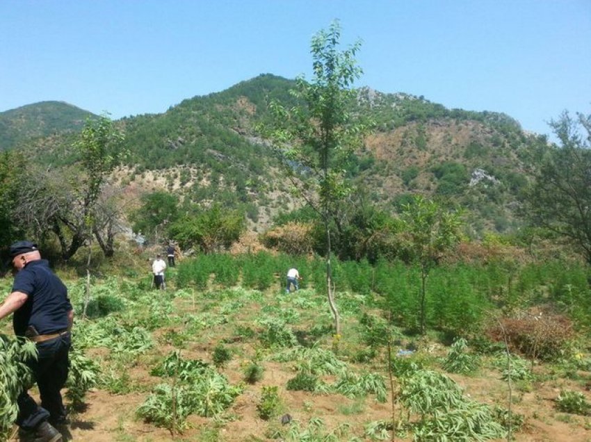 Deputeti i PD tregon zonat: Kanabisi po lulëzon në Gjirokastër, haraçi që paguajnë për policët