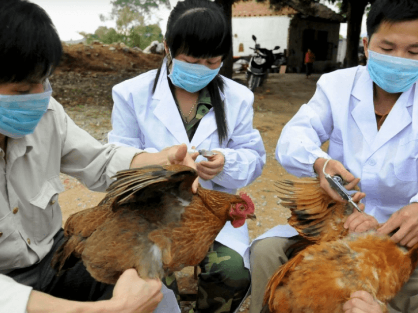 Kina konfirmon infektimin e një njeriu me një variant të ri të gripit të shpendëve