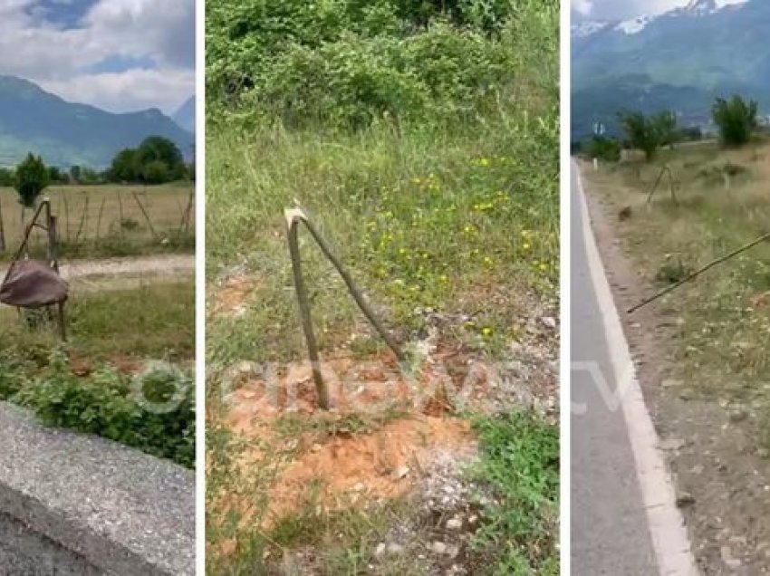 Ndodh në Tropojë, shkatërrohen qindra fidanë bliri të mbjellë nga bashkia